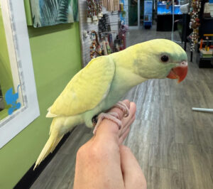 Harlequin Pied Yellow Ring Neck, Indian Ring Neck Parrot, Hand-Fed Parrot, Exotic Parrot for Sale, Rare Color Mutation, Intelligent Parrot, Pet Parrot, Parrot Care Harlequin Pied Yellow Ring Neck, Indian Ring Neck Parrot, Hand-Fed Parrot, Exotic Parrot for Sale, Rare Color Mutation, Intelligent Parrot, Pet Parrot, Parrot Care