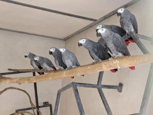 Parrot daily care, parrot feeding and enrichment, parrot grooming guide, bird interaction time, The Parrots Exotic Store, parrot mental stimulation, parrot exercise and health