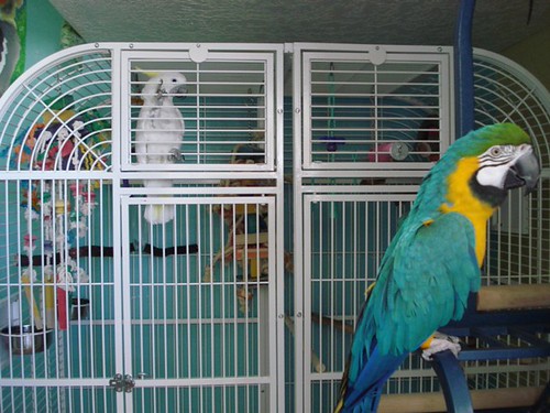 How to rehome your exotic birds Responsible parrot rehoming Safe exotic bird placement Ethical bird rehoming Parrot rehoming guidance The Parrots Exotic Store