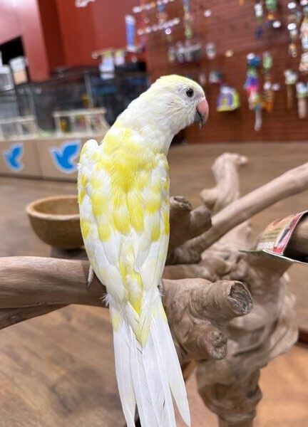 Indian Ring Neck, White Cremino Ringneck, Cremino Indian Ringneck, Hand Fed Parrot, Talking Parrot, Exotic Birds, Intelligent Parrot, Family Friendly Parrot, Vet Checked Birds, Ethical Bird Breeder, Parrots Exotic Store, Domestic Bird Shipping, International Bird Shipping, Companion Parrot, Rare Color Mutation, Beginner Friendly Parrot, Long Living Parrot, Hand Raised Parrot, Educational Bird Care Indian Ring Neck, White Cremino Ringneck, Cremino Indian Ringneck, Hand Fed Parrot, Talking Parrot, Exotic Birds, Intelligent Parrot, Family Friendly Parrot, Vet Checked Birds, Ethical Bird Breeder, Parrots Exotic Store, Domestic Bird Shipping, International Bird Shipping, Companion Parrot, Rare Color Mutation, Beginner Friendly Parrot, Long Living Parrot, Hand Raised Parrot, Educational Bird Care