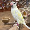Indian Ring Neck, White Cremino Ringneck, Cremino Indian Ringneck, Hand Fed Parrot, Talking Parrot, Exotic Birds, Intelligent Parrot, Family Friendly Parrot, Vet Checked Birds, Ethical Bird Breeder, Parrots Exotic Store, Domestic Bird Shipping, International Bird Shipping, Companion Parrot, Rare Color Mutation, Beginner Friendly Parrot, Long Living Parrot, Hand Raised Parrot, Educational Bird Care Indian Ring Neck, White Cremino Ringneck, Cremino Indian Ringneck, Hand Fed Parrot, Talking Parrot, Exotic Birds, Intelligent Parrot, Family Friendly Parrot, Vet Checked Birds, Ethical Bird Breeder, Parrots Exotic Store, Domestic Bird Shipping, International Bird Shipping, Companion Parrot, Rare Color Mutation, Beginner Friendly Parrot, Long Living Parrot, Hand Raised Parrot, Educational Bird Care