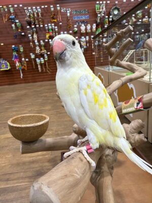Indian Ring Neck, White Cremino Ringneck, Cremino Indian Ringneck, Hand Fed Parrot, Talking Parrot, Exotic Birds, Intelligent Parrot, Family Friendly Parrot, Vet Checked Birds, Ethical Bird Breeder, Parrots Exotic Store, Domestic Bird Shipping, International Bird Shipping, Companion Parrot, Rare Color Mutation, Beginner Friendly Parrot, Long Living Parrot, Hand Raised Parrot, Educational Bird Care Indian Ring Neck, White Cremino Ringneck, Cremino Indian Ringneck, Hand Fed Parrot, Talking Parrot, Exotic Birds, Intelligent Parrot, Family Friendly Parrot, Vet Checked Birds, Ethical Bird Breeder, Parrots Exotic Store, Domestic Bird Shipping, International Bird Shipping, Companion Parrot, Rare Color Mutation, Beginner Friendly Parrot, Long Living Parrot, Hand Raised Parrot, Educational Bird Care