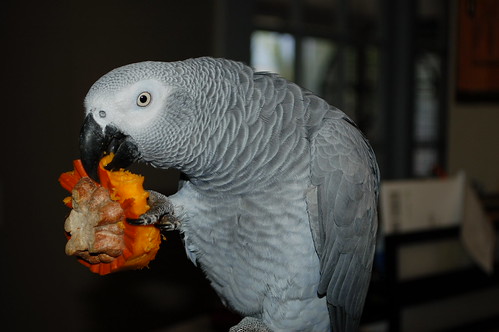 Healthy Foods and Diet Guide for Exotic Birds (And What NOT to Give Them)
4

A proper diet is the foundation of a long, vibrant life for exotic birds and parrots. Nutrition directly affects feather quality, energy levels, immune strength, behavior, and lifespan.

At The Parrots Exotic Store, we emphasize that balanced feeding is one of the most important responsibilities of bird ownership. Many common health problems in parrots stem from poor diet — especially seed-only feeding.

Here’s your complete guide to healthy foods for exotic birds and what you should never feed them.

The Ideal Diet Foundation for Exotic Birds

A healthy exotic bird diet should consist of:

High-quality pellets (60–70%)

Fresh vegetables (20–30%)

Limited fruits (5–10%)

Healthy treats in moderation

Pellets provide balanced vitamins and minerals, while fresh produce adds natural nutrients and enrichment.

Best Vegetables for Exotic Birds
4

Vegetables should make up a large portion of your bird’s fresh diet.

Excellent choices include:

Kale

Spinach (in moderation)

Carrots

Broccoli

Bell peppers

Zucchini

Sweet potatoes (cooked)

Green beans

Peas

Vegetables provide fiber, antioxidants, and essential vitamins that support immune health and feather condition.

Healthy Fruits (Feed in Moderation)
4

Fruits are nutritious but contain natural sugars, so portion control is important.

Safe fruit options:

Apples (remove seeds)

Blueberries

Strawberries

Mango

Papaya

Melon

Pomegranate

Banana (occasionally)

Always wash fruits thoroughly and remove pits or seeds when necessary.

Healthy Protein Sources

Some birds benefit from small amounts of protein.

Safe options include:

Cooked quinoa

Cooked brown rice

Lentils (well-cooked)

Scrambled eggs (plain, no seasoning)

Small portions of cooked legumes

Protein supports muscle health and energy levels.

Nuts and Seeds (Treats, Not Staples)
4

Nuts and seeds are high in fat and should be given sparingly.

Healthy treat options:

Almonds

Walnuts

Pistachios (unsalted)

Sunflower seeds (limited)

Excessive fatty foods can lead to obesity and fatty liver disease.

Foods You Should NEVER Feed Exotic Birds

Certain foods are toxic or dangerous.

Absolutely avoid:

Avocado

Chocolate

Caffeine (coffee, tea, soda)

Alcohol

Onions

Garlic

Fruit pits and apple seeds

High-salt foods

Sugary snacks

Fried or processed foods

These items can cause severe toxicity, organ damage, or even death.

The Dangers of a Seed-Only Diet

Many new bird owners mistakenly feed only seeds. While birds enjoy them, seed-only diets can cause:

Vitamin A deficiency

Weak immune system

Obesity

Liver disease

Dull feathers

A pellet-based, produce-rich diet is far healthier long-term.

Fresh Water and Hygiene

Always provide:

Fresh, clean water daily

Washed produce

Clean food bowls

Removal of uneaten fresh food after 2–4 hours

Food safety prevents bacterial growth and illness.

Signs of Poor Nutrition

Watch for:

Feather plucking

Dull or brittle feathers

Low energy

Weight loss or gain

Beak abnormalities

Frequent illness

If you notice dietary-related symptoms, consult an avian veterinarian promptly.

Diet by Bird Size (General Guide)

Small parrots (Lovebirds, Parrotlets):
Smaller pellet sizes, finely chopped vegetables.

Medium parrots (Conures, African Greys):
Standard pellet formula, variety of vegetables, moderate fruits.

Large parrots (Macaws, Cockatoos):
Larger pellets, higher vegetable variety, controlled nuts.

Portion sizes vary by species and activity level.

Tips for Transitioning to a Healthier Diet

Switching from seeds to pellets requires patience.

Introduce pellets gradually

Mix with current food

Offer vegetables in the morning when hungry

Model eating behavior

Be consistent

Some birds take weeks to adjust — persistence is key.

Final Thoughts: Nutrition Is Lifelong Care

Healthy eating is not optional — it’s essential. A balanced, varied diet leads to:

Strong immunity

Vibrant plumage

Better behavior

Increased lifespan

Higher energy

At The Parrots Exotic Store, we educate every owner on proper exotic bird nutrition to ensure their companions thrive for decades.

When you feed your bird correctly, you are investing in a longer, healthier, and happier life together.