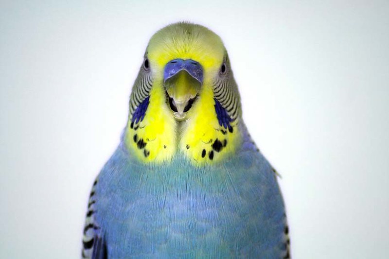 Beginner pet birds, best birds for first-time owners, easy pet birds, small pet birds, pet birds for apartments, birds for adoption, The Parrots Exotic Store