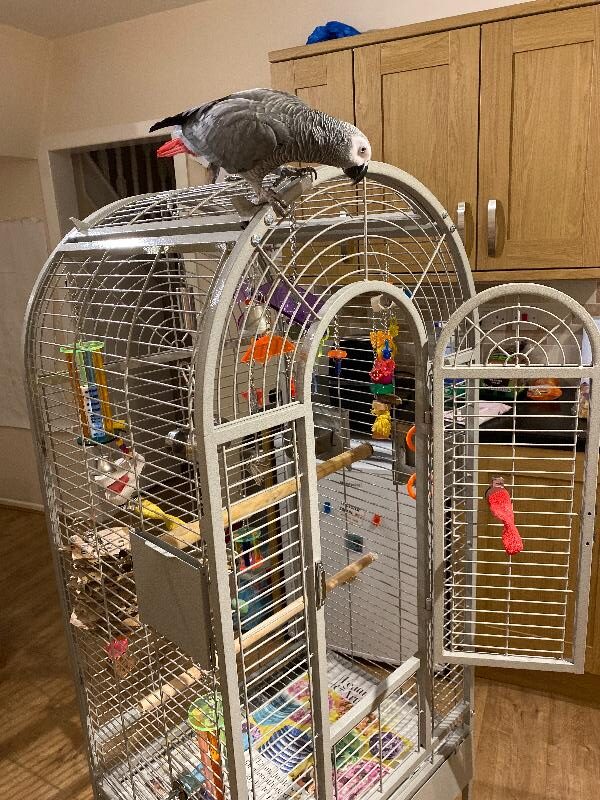 60ac1e68e4b092783d00e2a4-e1770732868683 Toronto Corner Parrot Large Cage