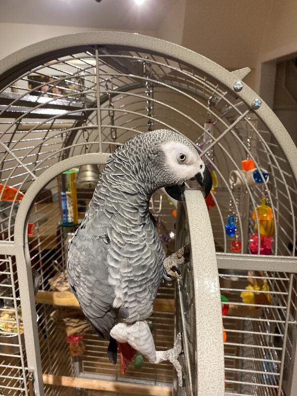 large parrot cage, corner parrot cage, spacious bird cage, durable parrot home, medium-large parrot habitat, The Parrots Exotic Store cages large parrot cage, corner parrot cage, spacious bird cage, durable parrot home, medium-large parrot habitat, The Parrots Exotic Store cages