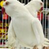 Indian White Ring Neck Parakeet, White Ring Neck Parrot, Hand-Fed Parrot, Exotic Parrot for Sale, Rare Color Mutation, Talking Parrot, Pet Parrot, Parrot Care