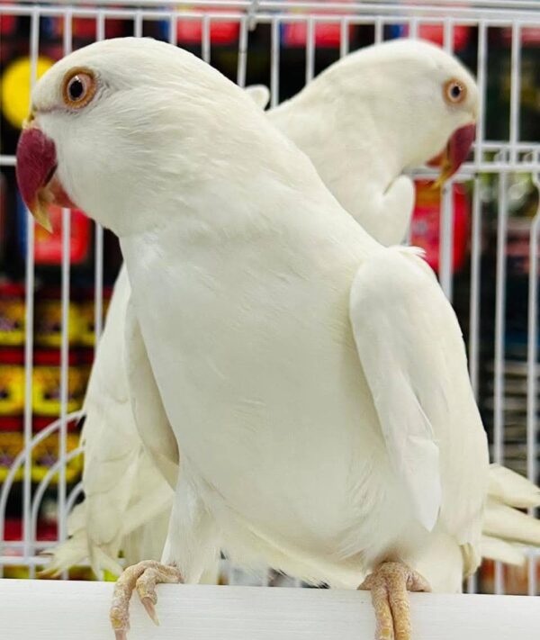 Indian White Ring Neck Parakeet, White Ring Neck Parrot, Hand-Fed Parrot, Exotic Parrot for Sale, Rare Color Mutation, Talking Parrot, Pet Parrot, Parrot Care