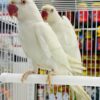 Indian White Ring Neck Parakeet, White Ring Neck Parrot, Hand-Fed Parrot, Exotic Parrot for Sale, Rare Color Mutation, Talking Parrot, Pet Parrot, Parrot Care