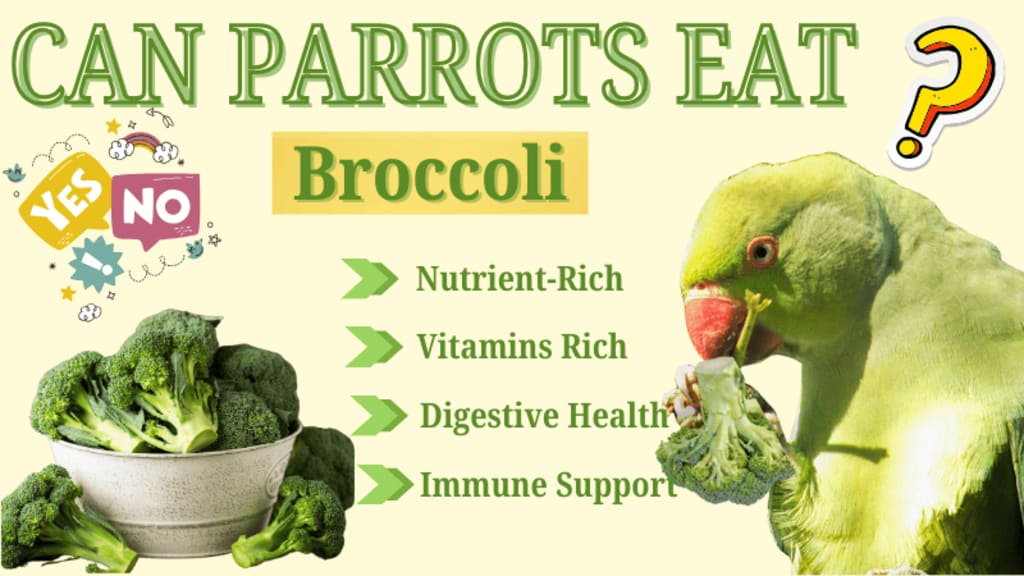 Healthy Foods and Diet Guide for Exotic Birds (And What NOT to Give Them)
4

A proper diet is the foundation of a long, vibrant life for exotic birds and parrots. Nutrition directly affects feather quality, energy levels, immune strength, behavior, and lifespan.

At The Parrots Exotic Store, we emphasize that balanced feeding is one of the most important responsibilities of bird ownership. Many common health problems in parrots stem from poor diet — especially seed-only feeding.

Here’s your complete guide to healthy foods for exotic birds and what you should never feed them.

The Ideal Diet Foundation for Exotic Birds

A healthy exotic bird diet should consist of:

High-quality pellets (60–70%)

Fresh vegetables (20–30%)

Limited fruits (5–10%)

Healthy treats in moderation

Pellets provide balanced vitamins and minerals, while fresh produce adds natural nutrients and enrichment.

Best Vegetables for Exotic Birds
4

Vegetables should make up a large portion of your bird’s fresh diet.

Excellent choices include:

Kale

Spinach (in moderation)

Carrots

Broccoli

Bell peppers

Zucchini

Sweet potatoes (cooked)

Green beans

Peas

Vegetables provide fiber, antioxidants, and essential vitamins that support immune health and feather condition.

Healthy Fruits (Feed in Moderation)
4

Fruits are nutritious but contain natural sugars, so portion control is important.

Safe fruit options:

Apples (remove seeds)

Blueberries

Strawberries

Mango

Papaya

Melon

Pomegranate

Banana (occasionally)

Always wash fruits thoroughly and remove pits or seeds when necessary.

Healthy Protein Sources

Some birds benefit from small amounts of protein.

Safe options include:

Cooked quinoa

Cooked brown rice

Lentils (well-cooked)

Scrambled eggs (plain, no seasoning)

Small portions of cooked legumes

Protein supports muscle health and energy levels.

Nuts and Seeds (Treats, Not Staples)
4

Nuts and seeds are high in fat and should be given sparingly.

Healthy treat options:

Almonds

Walnuts

Pistachios (unsalted)

Sunflower seeds (limited)

Excessive fatty foods can lead to obesity and fatty liver disease.

Foods You Should NEVER Feed Exotic Birds

Certain foods are toxic or dangerous.

Absolutely avoid:

Avocado

Chocolate

Caffeine (coffee, tea, soda)

Alcohol

Onions

Garlic

Fruit pits and apple seeds

High-salt foods

Sugary snacks

Fried or processed foods

These items can cause severe toxicity, organ damage, or even death.

The Dangers of a Seed-Only Diet

Many new bird owners mistakenly feed only seeds. While birds enjoy them, seed-only diets can cause:

Vitamin A deficiency

Weak immune system

Obesity

Liver disease

Dull feathers

A pellet-based, produce-rich diet is far healthier long-term.

Fresh Water and Hygiene

Always provide:

Fresh, clean water daily

Washed produce

Clean food bowls

Removal of uneaten fresh food after 2–4 hours

Food safety prevents bacterial growth and illness.

Signs of Poor Nutrition

Watch for:

Feather plucking

Dull or brittle feathers

Low energy

Weight loss or gain

Beak abnormalities

Frequent illness

If you notice dietary-related symptoms, consult an avian veterinarian promptly.

Diet by Bird Size (General Guide)

Small parrots (Lovebirds, Parrotlets):
Smaller pellet sizes, finely chopped vegetables.

Medium parrots (Conures, African Greys):
Standard pellet formula, variety of vegetables, moderate fruits.

Large parrots (Macaws, Cockatoos):
Larger pellets, higher vegetable variety, controlled nuts.

Portion sizes vary by species and activity level.

Tips for Transitioning to a Healthier Diet

Switching from seeds to pellets requires patience.

Introduce pellets gradually

Mix with current food

Offer vegetables in the morning when hungry

Model eating behavior

Be consistent

Some birds take weeks to adjust — persistence is key.

Final Thoughts: Nutrition Is Lifelong Care

Healthy eating is not optional — it’s essential. A balanced, varied diet leads to:

Strong immunity

Vibrant plumage

Better behavior

Increased lifespan

Higher energy

At The Parrots Exotic Store, we educate every owner on proper exotic bird nutrition to ensure their companions thrive for decades.

When you feed your bird correctly, you are investing in a longer, healthier, and happier life together.