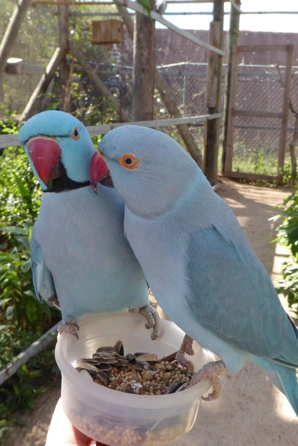 Indigo Blue Indian Ring-Neck, Hand-Fed Ring-Neck Parrot, Exotic Parrot for Sale, Intelligent Parrot, Rare Color Mutation, Pet Parrot, Parrot Care, Exotic Bird Store