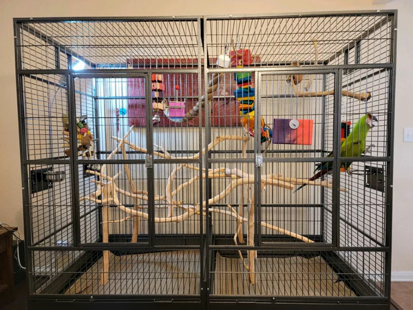 Perfect cage for exotic bird
Best cage for parrots
Parrot cage size guide
Exotic bird cage requirements
How to choose a bird cage
The Parrots Exotic Store