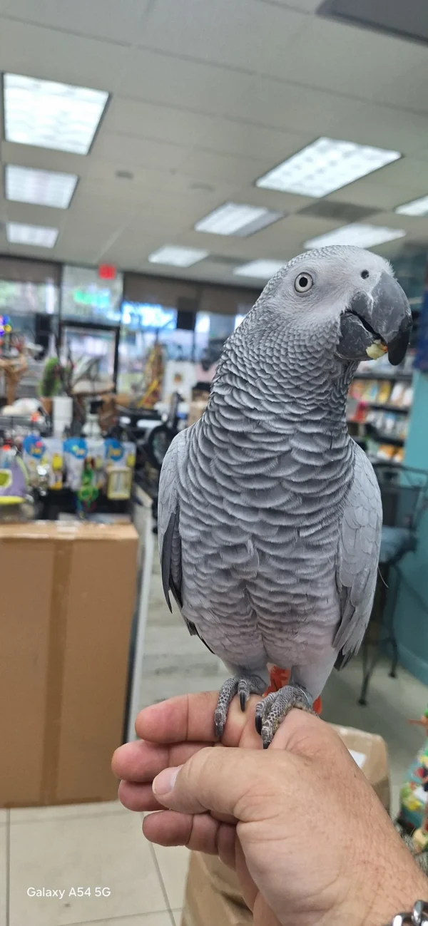 Handfed African Grey Parrots, hand-fed African grey, tame African grey parrot, intelligent exotic parrot, vaccinated African grey, domestic parrot shipping, international parrot shipping, The Parrots Exotic Store