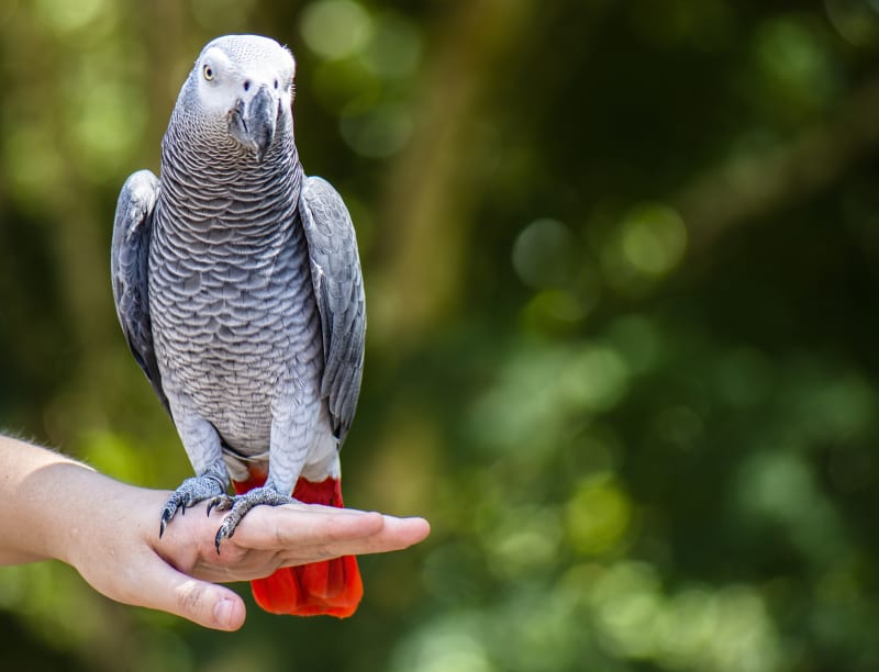 African grey parrots