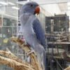 Violet Indian Ring Neck Parrot
