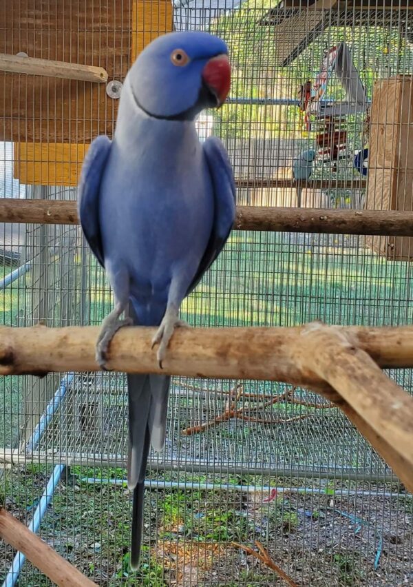 Indian Ringneck, Blue White Lacewing, Lacewing Ringneck, Hand Fed Parrot, Talking Parrot, Exotic Birds, Pet Parrots, Intelligent Parrot, Family Friendly Parrot, Vet Checked Birds, Ethical Bird Breeder, Parrots Exotic Store, Domestic Bird Shipping, International Bird Shipping, Companion Parrot, Rare Color Mutation, Beginner Friendly Parrot, Long Living Parrot, Hand Raised Parrot, Educational Bird Care