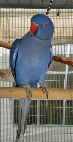 Indian Ringneck, Blue White Lacewing, Lacewing Ringneck, Hand Fed Parrot, Talking Parrot, Exotic Birds, Pet Parrots, Intelligent Parrot, Family Friendly Parrot, Vet Checked Birds, Ethical Bird Breeder, Parrots Exotic Store, Domestic Bird Shipping, International Bird Shipping, Companion Parrot, Rare Color Mutation, Beginner Friendly Parrot, Long Living Parrot, Hand Raised Parrot, Educational Bird Care