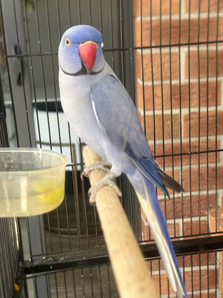 Blue Indian Ringneck, Cobalt Indian Ringneck, Hand-Fed Ringneck, Exotic Parrot, Talking Parrot, Intelligent Parrot, Pet Parrot, Parrot Care Blue Indian Ringneck, Cobalt Indian Ringneck, Hand-Fed Ringneck, Exotic Parrot, Talking Parrot, Intelligent Parrot, Pet Parrot, Parrot Care