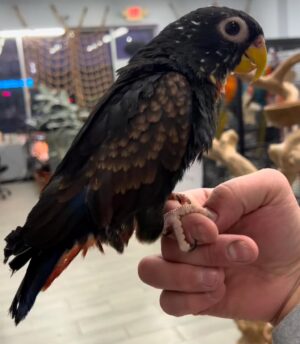 Bronze Winged Pionus Parrot, Bronze Winged Pionus Parrot care, Pionus parrot care guide, hand-fed Pionus parrot, tame Pionus parrot, Pionus parrot diet, Pionus veterinary care, Pionus parrot shipping, exotic parrot adoption, calm companion parrot, intelligent Pionus parrot, The Parrots Exotic Store birds