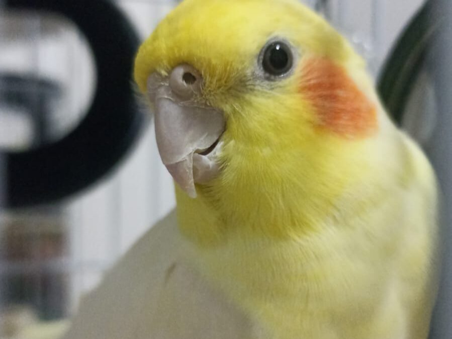 Beginner pet birds, best birds for first-time owners, easy pet birds, small pet birds, pet birds for apartments, birds for adoption, The Parrots Exotic Store