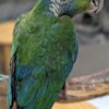 Crimson Bellied Conure, Hand-Fed Conure, Exotic Parrot, Intelligent Conure, Vibrant Conure, Pet Parrot, Bird Breeding, Exotic Bird Care, Social Parrot, Parrot Supplies
