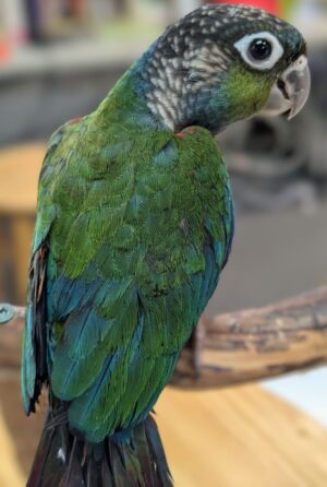 Crimson Bellied Conure, Hand-Fed Conure, Exotic Parrot, Intelligent Conure, Vibrant Conure, Pet Parrot, Bird Breeding, Exotic Bird Care, Social Parrot, Parrot Supplies