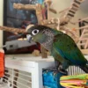 Crimson Bellied Conure, Hand-Fed Conure, Exotic Parrot, Intelligent Conure, Vibrant Conure, Pet Parrot, Bird Breeding, Exotic Bird Care, Social Parrot, Parrot Supplies