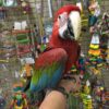 Green Winged Macaw