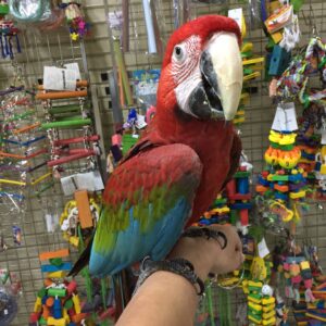 Green Winged Macaw