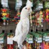 Hand-Fed Goffin’s Cockatoo, tame cockatoo, exotic parrot for sale, vaccinated cockatoo, intelligent small parrot, domestic parrot shipping, international parrot shipping, The Parrots Exotic Store Hand-Fed Goffin’s Cockatoo, tame cockatoo, exotic parrot for sale, vaccinated cockatoo, intelligent small parrot, domestic parrot shipping, international parrot shipping, The Parrots Exotic Store
