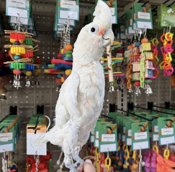 Hand-Fed Goffin’s Cockatoo, tame cockatoo, exotic parrot for sale, vaccinated cockatoo, intelligent small parrot, domestic parrot shipping, international parrot shipping, The Parrots Exotic Store Hand-Fed Goffin’s Cockatoo, tame cockatoo, exotic parrot for sale, vaccinated cockatoo, intelligent small parrot, domestic parrot shipping, international parrot shipping, The Parrots Exotic Store