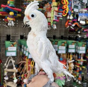 Hand-Fed Goffin’s Cockatoo, tame cockatoo, exotic parrot for sale, vaccinated cockatoo, intelligent small parrot, domestic parrot shipping, international parrot shipping, The Parrots Exotic Store