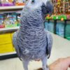 Tame Timneh African Grey Parrots, hand-fed African grey, intelligent parrot for sale, exotic parrot, vaccinated African grey, domestic parrot shipping, international parrot shipping, The Parrots Exotic Store