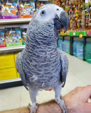Tame Timneh African Grey Parrots, hand-fed African grey, intelligent parrot for sale, exotic parrot, vaccinated African grey, domestic parrot shipping, international parrot shipping, The Parrots Exotic Store