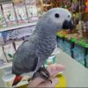 Tame Timneh African Grey Parrots, hand-fed African grey, intelligent parrot for sale, exotic parrot, vaccinated African grey, domestic parrot shipping, international parrot shipping, The Parrots Exotic Store