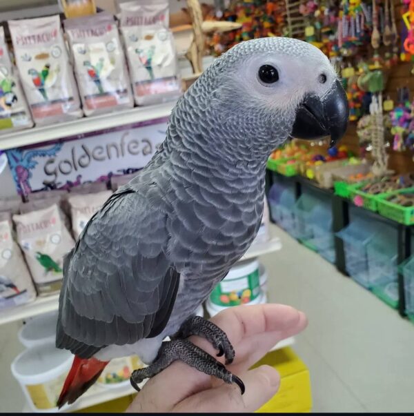 Tame Timneh African Grey Parrots, hand-fed African grey, intelligent parrot for sale, exotic parrot, vaccinated African grey, domestic parrot shipping, international parrot shipping, The Parrots Exotic Store
