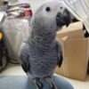 Handfed African Grey Parrots, hand-fed African grey, tame African grey parrot, intelligent exotic parrot, vaccinated African grey, domestic parrot shipping, international parrot shipping, The Parrots Exotic Store