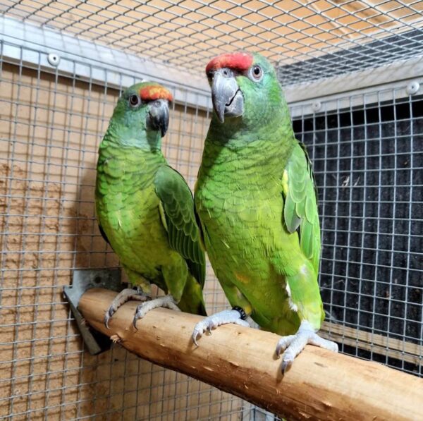 Amazona Bodini Parrots, hand-fed Amazona, tame Bodini parrot, intelligent exotic parrot, vaccinated Amazona Bodini, domestic parrot shipping, international parrot shipping, The Parrots Exotic Store