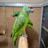 Amazona Bodini Parrots, hand-fed Amazona, tame Bodini parrot, intelligent exotic parrot, vaccinated Amazona Bodini, domestic parrot shipping, international parrot shipping, The Parrots Exotic Store