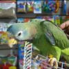 Jamaican Yellow-Billed Amazon Parrots, hand-fed Amazon, tame Jamaican Amazon, intelligent exotic parrot, vaccinated Yellow-Billed Amazon, domestic parrot shipping, international parrot shipping, The Parrots Exotic Store