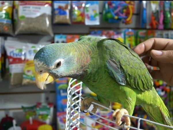 Jamaican Yellow-Billed Amazon Parrots, hand-fed Amazon, tame Jamaican Amazon, intelligent exotic parrot, vaccinated Yellow-Billed Amazon, domestic parrot shipping, international parrot shipping, The Parrots Exotic Store