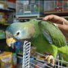 Jamaican Yellow-Billed Amazon Parrots, hand-fed Amazon, tame Jamaican Amazon, intelligent exotic parrot, vaccinated Yellow-Billed Amazon, domestic parrot shipping, international parrot shipping, The Parrots Exotic Store