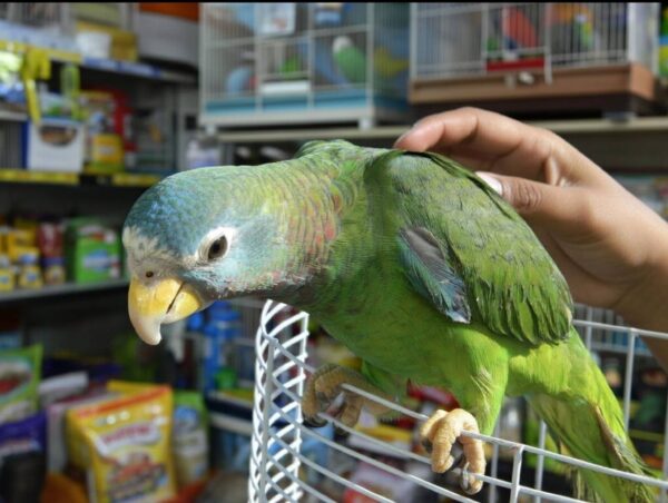 Jamaican Yellow-Billed Amazon Parrots, hand-fed Amazon, tame Jamaican Amazon, intelligent exotic parrot, vaccinated Yellow-Billed Amazon, domestic parrot shipping, international parrot shipping, The Parrots Exotic Store