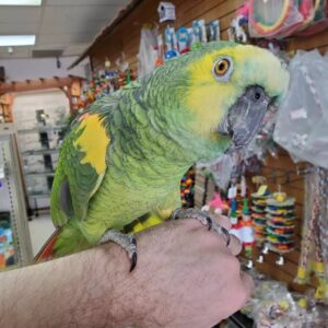 Blue Front Amazon Parrot, hand-fed Amazon, tame Blue Front parrot, intelligent exotic parrot, vaccinated Blue Front Amazon, domestic parrot shipping, international parrot shipping, The Parrots Exotic Store Blue Front Amazon Parrot, hand-fed Amazon, tame Blue Front parrot, intelligent exotic parrot, vaccinated Blue Front Amazon, domestic parrot shipping, international parrot shipping, The Parrots Exotic Store