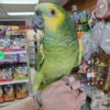 Blue Front Amazon Parrot, hand-fed Amazon, tame Blue Front parrot, intelligent exotic parrot, vaccinated Blue Front Amazon, domestic parrot shipping, international parrot shipping, The Parrots Exotic Store