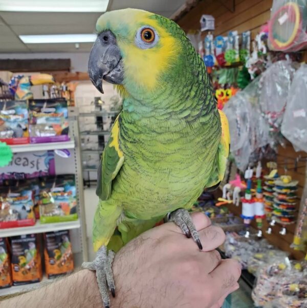 Blue Front Amazon Parrot, hand-fed Amazon, tame Blue Front parrot, intelligent exotic parrot, vaccinated Blue Front Amazon, domestic parrot shipping, international parrot shipping, The Parrots Exotic Store