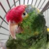 Mexican Red Headed Amazon Parrots, hand-fed Amazon, tame Mexican Amazon, intelligent exotic parrot, vaccinated Red Headed Amazon, domestic parrot shipping, international parrot shipping, The Parrots Exotic Store Mexican Red Headed Amazon Parrots, hand-fed Amazon, tame Mexican Amazon, intelligent exotic parrot, vaccinated Red Headed Amazon, domestic parrot shipping, international parrot shipping, The Parrots Exotic Store
