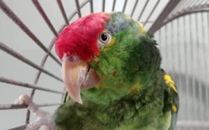 Mexican Red Headed Amazon Parrots, hand-fed Amazon, tame Mexican Amazon, intelligent exotic parrot, vaccinated Red Headed Amazon, domestic parrot shipping, international parrot shipping, The Parrots Exotic Store Mexican Red Headed Amazon Parrots, hand-fed Amazon, tame Mexican Amazon, intelligent exotic parrot, vaccinated Red Headed Amazon, domestic parrot shipping, international parrot shipping, The Parrots Exotic Store