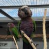 Imperial Amazon Parrots, hand-fed Amazon, tame Imperial Amazon, intelligent exotic parrot, vaccinated Imperial Amazon, domestic parrot shipping, international parrot shipping, The Parrots Exotic Store