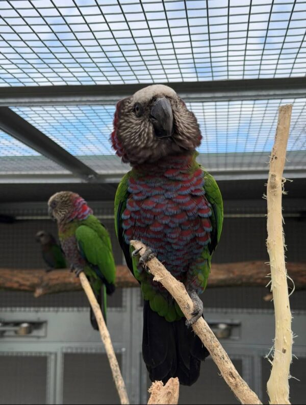 Imperial Amazon Parrots, hand-fed Amazon, tame Imperial Amazon, intelligent exotic parrot, vaccinated Imperial Amazon, domestic parrot shipping, international parrot shipping, The Parrots Exotic Store